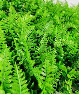 Zeleni Zid Dekorativni Panel Eukaliptus Paprat Mix vestacko zelenilo 44