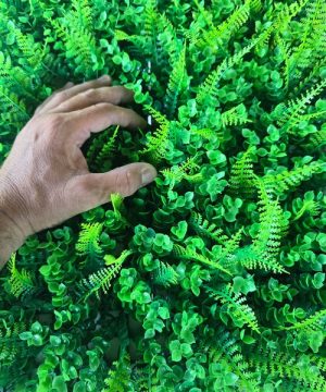 Zeleni Zid Dekorativni Panel Eukaliptus Paprat Mix 77