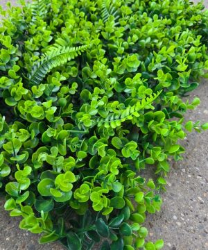 Dekorativni Paneli Zeleni Zid Eukaliptus Paprat Premium 66